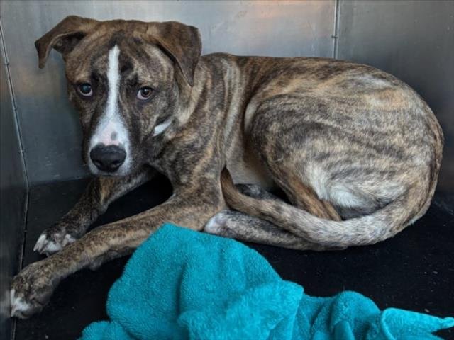 BUTTERBALL - Pit Bull Terrier available for adoption