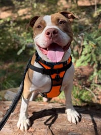 KRATOS - Photo 1