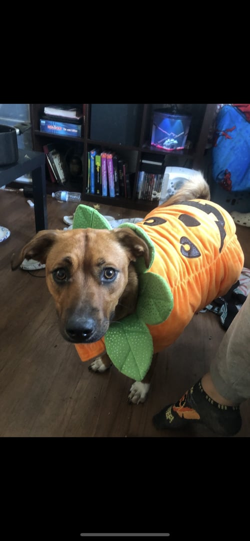 LILO - Hound / Pit Bull Terrier available for adoption