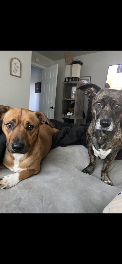 LILO - Hound / Pit Bull Terrier available for adoption