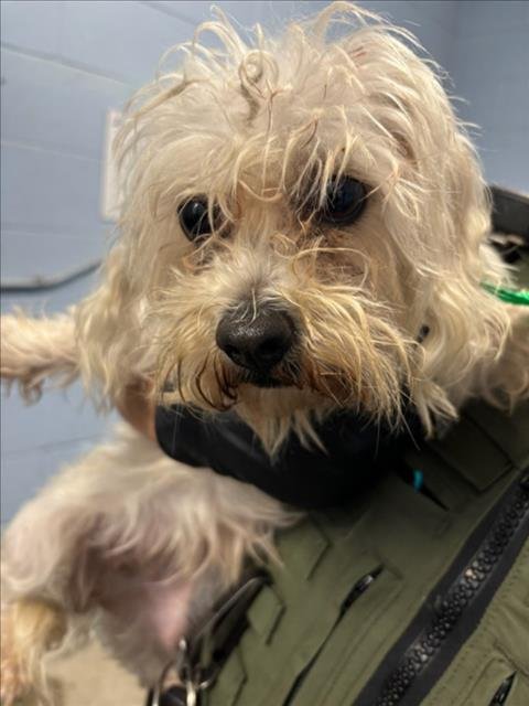 *MAGIC - Poodle (Miniature) / Maltese available for adoption