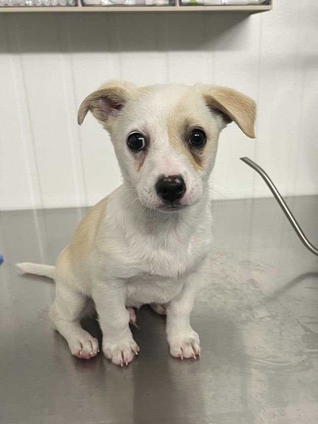 *PIGLET - Terrier available for adoption