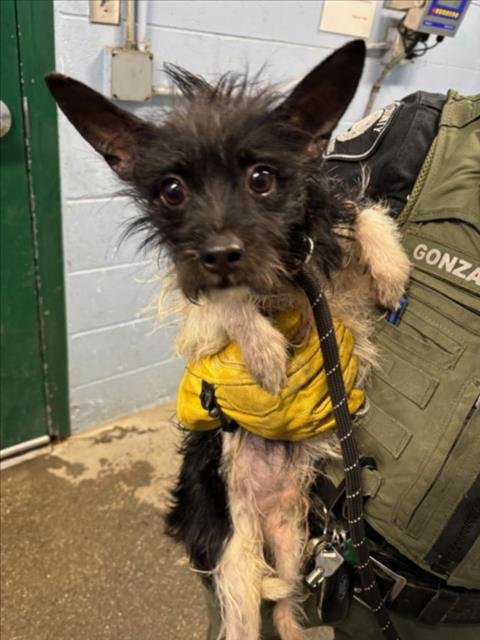 *FLUTE - Terrier available for adoption