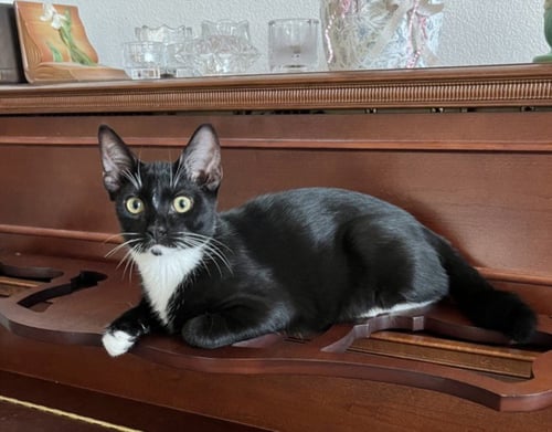 *DRIZZLE - Domestic Short Hair available for adoption