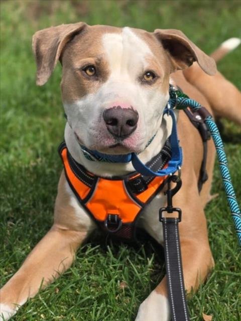 *HULK - Pit Bull Terrier available for adoption