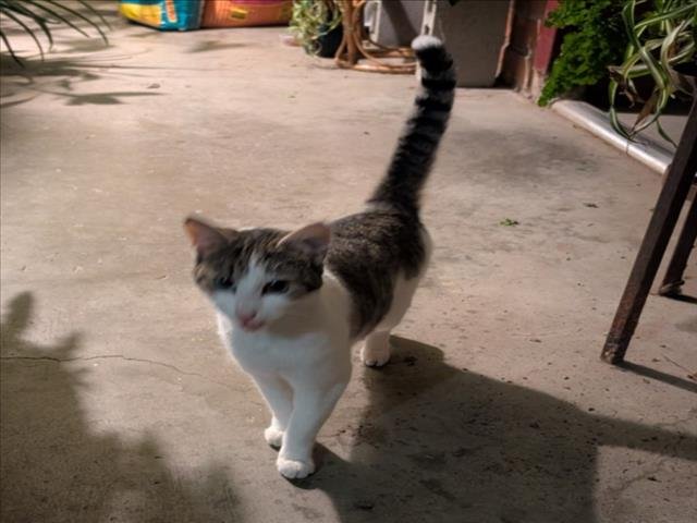 *FREN - Domestic Short Hair available for adoption