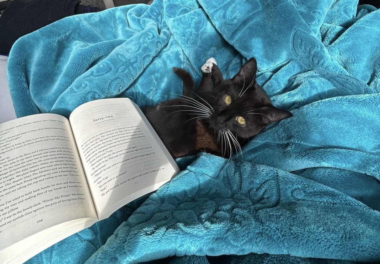 INDY - Domestic Short Hair available for adoption