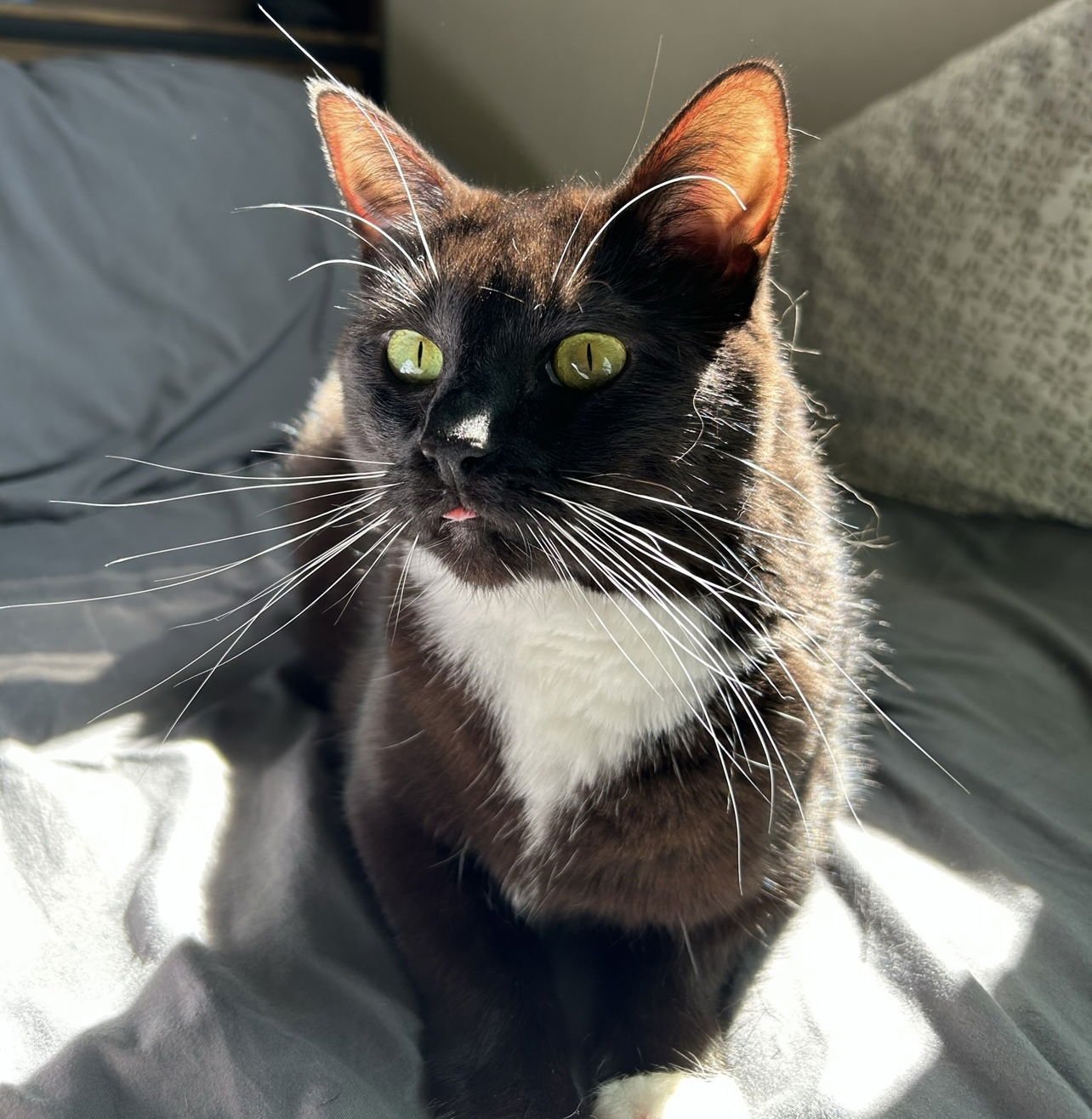 INDY - Domestic Short Hair available for adoption