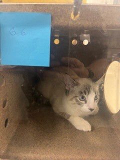 A224106 - Domestic Short Hair available for adoption