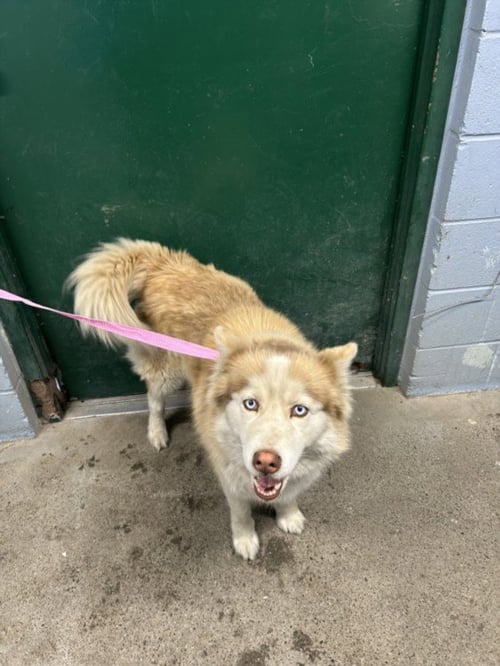 SAFARI - Siberian Husky available for adoption