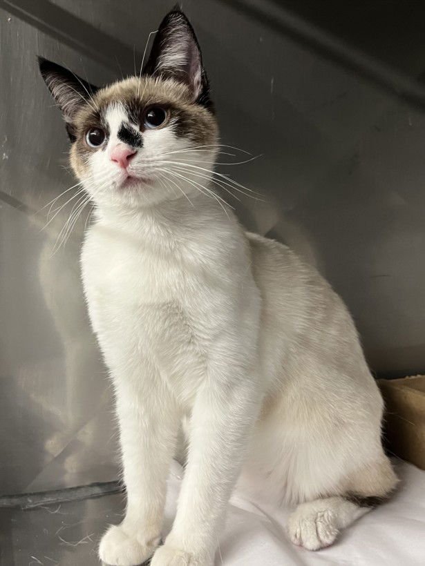 *KATNIS - Domestic Short Hair available for adoption