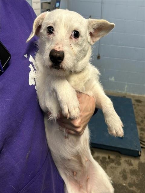 SILLY GIRL - Chihuahua available for adoption