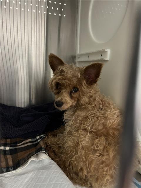 TENNESSEE WHISKEY - Poodle (Miniature) available for adoption