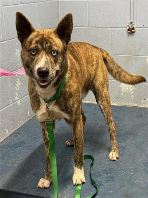 ZORRO - Husky available for adoption