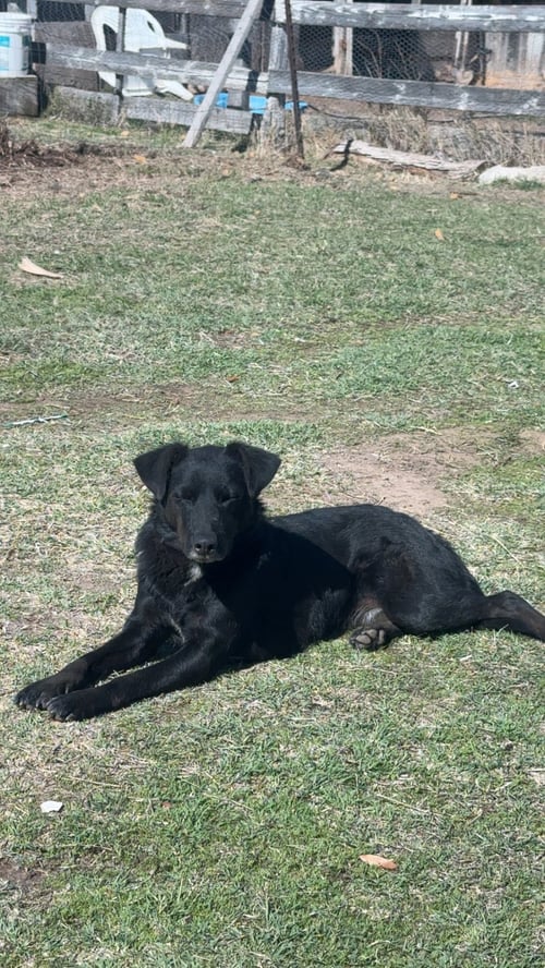 LUNA - Labrador Retriever available for adoption