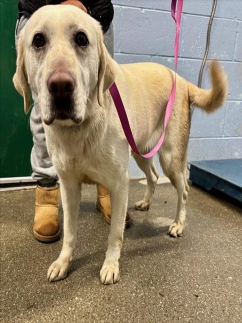 GABBY - Labrador Retriever available for adoption