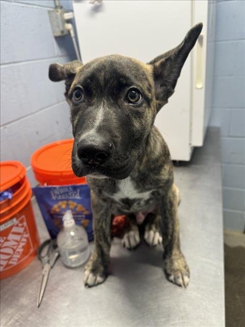 *BLACKBIRD - Dutch Shepherd / German Shepherd Dog available for adoption