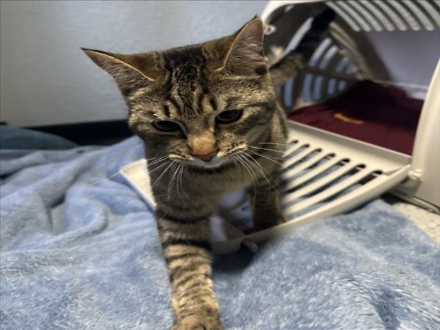 LUNA - Domestic Short Hair available for adoption