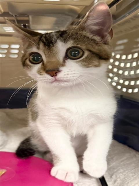 *TREVOR - Domestic Short Hair available for adoption