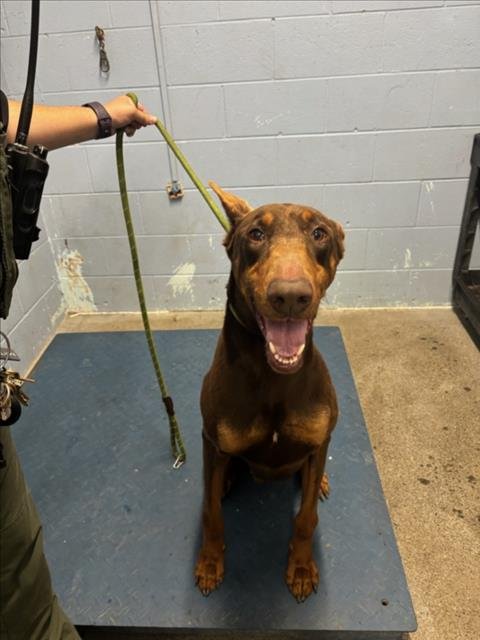 *STAMP - Doberman Pinscher available for adoption