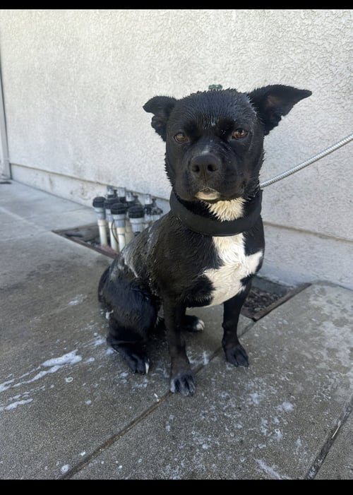 KIKI - American Pit Bull Terrier / Husky available for adoption