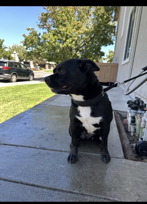 KIKI - American Pit Bull Terrier / Husky available for adoption