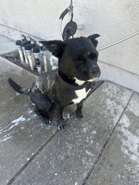 Kiki - Photo 3