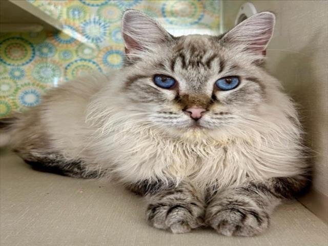 YURI - Domestic Medium Hair available for adoption