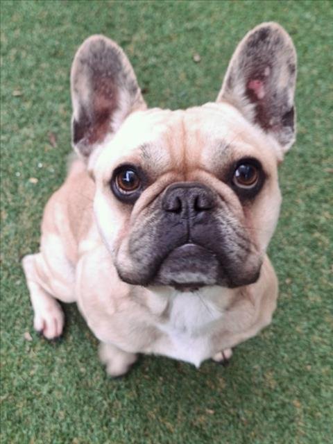 *LAVENDER - French Bulldog available for adoption