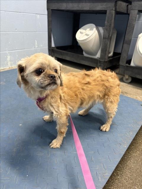 *ERASER - Shih Tzu available for adoption