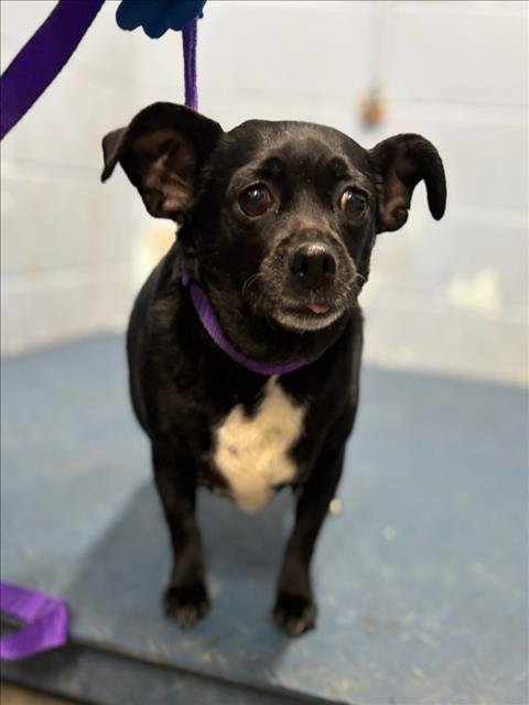 DIAMOND - Chihuahua available for adoption