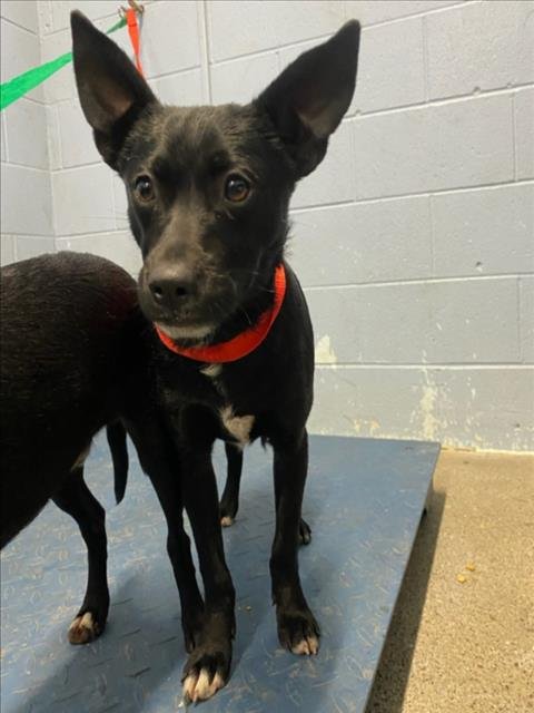 *SKY - Chihuahua available for adoption