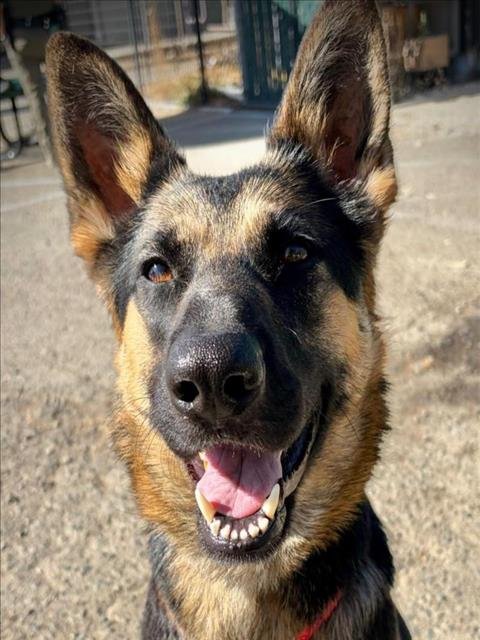 SADIE Image