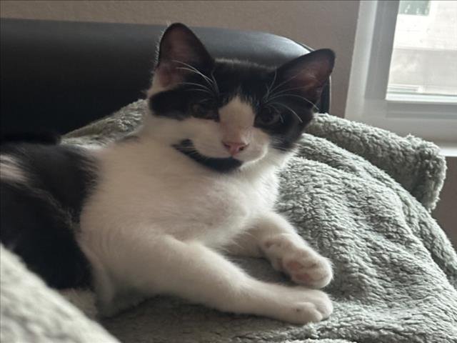 *BOO - Domestic Short Hair available for adoption