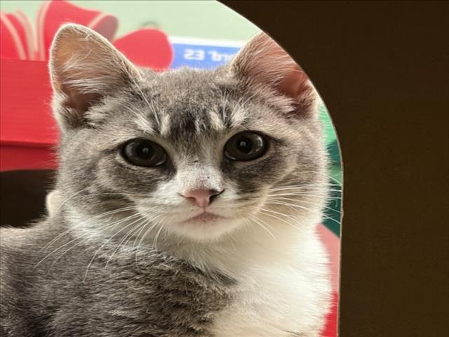 SWEET PEA - Domestic Short Hair available for adoption