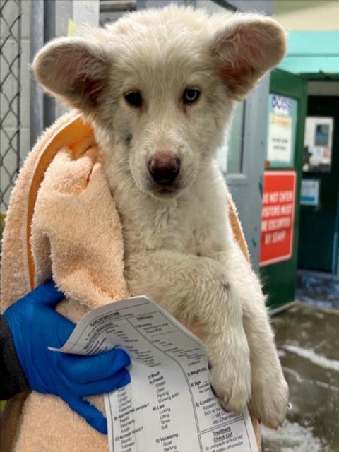 *JASPER - Siberian Husky available for adoption
