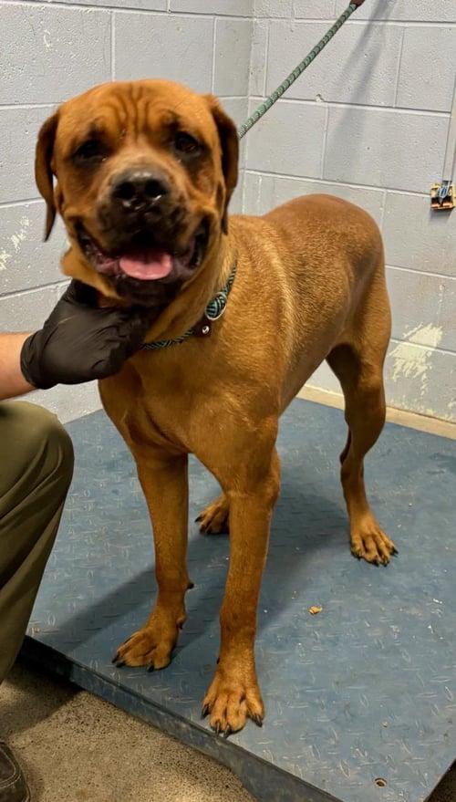 *MANNY - Cane Corso Mastiff / Rottweiler available for adoption