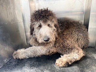 *OBOE - Poodle (Standard) available for adoption