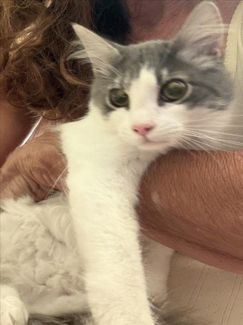 *COOKIE - Domestic Medium Hair available for adoption