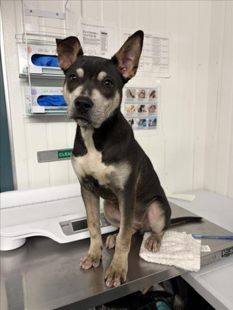 *MAGPIE - Pit Bull Terrier available for adoption