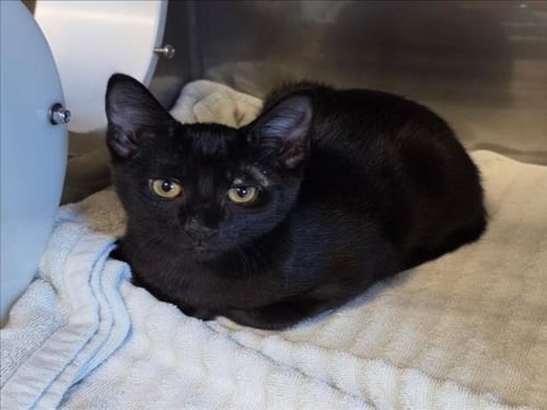 ANAKIN - Domestic Short Hair available for adoption