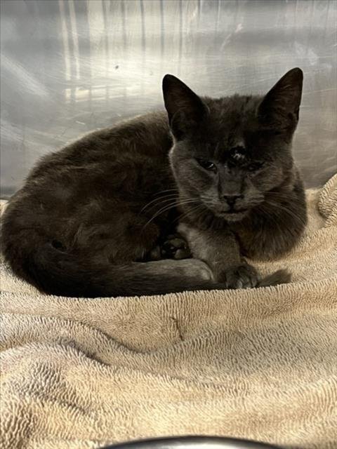 *MISTY - Domestic Short Hair available for adoption