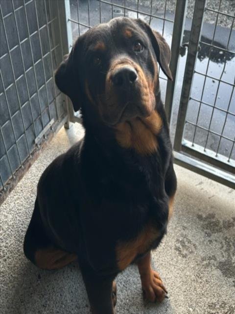 *MARIMBA - Rottweiler available for adoption