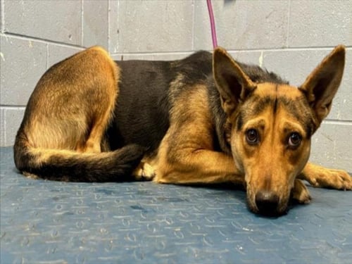 *CAMILLE - German Shepherd Dog available for adoption