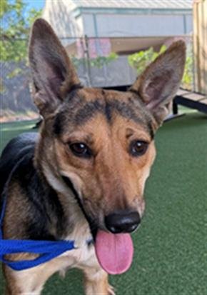 *CAMILLE - German Shepherd Dog available for adoption