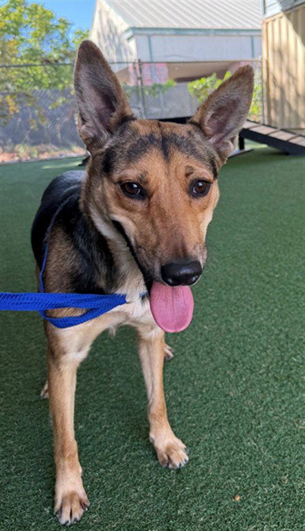 *CAMILLE - German Shepherd Dog available for adoption