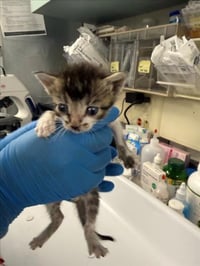 *BLACK BEANS - Photo 1