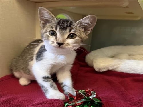 *BLACK BEANS - Domestic Short Hair available for adoption