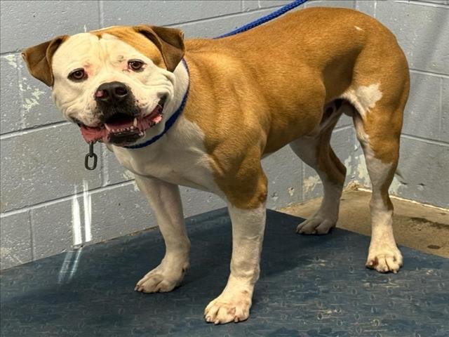 *ROLYPOLY - American Bulldog available for adoption