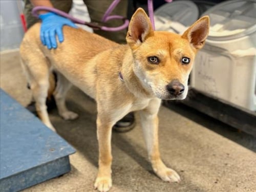 ICE CREAM SUNDAE - Australian Cattle Dog/Blue Heeler available for adoption